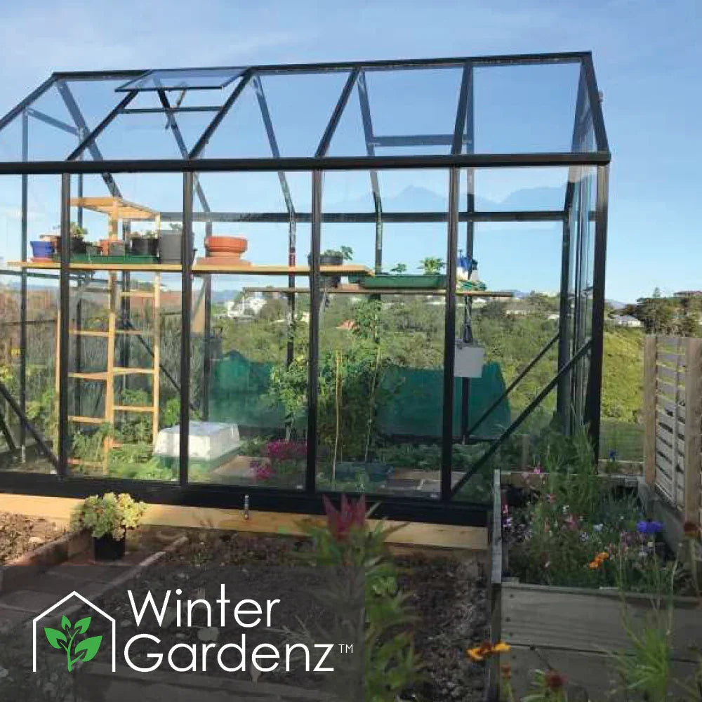 6x10 glass greenhouse with black frame filled with plants and gardening shelves, sunny outdoor setting