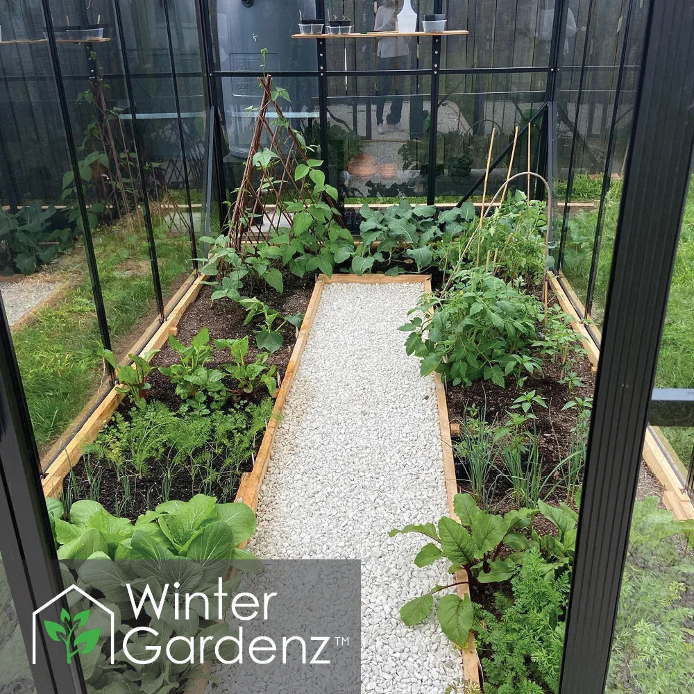 Glass greenhouse interior with raised wooden garden beds growing leafy greens and vegetables