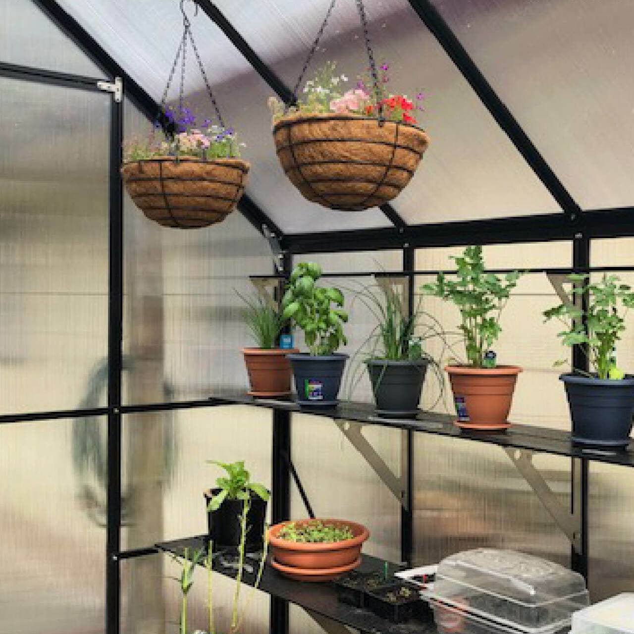8x12 Greenhouse 6mm Polycarbonate shelving