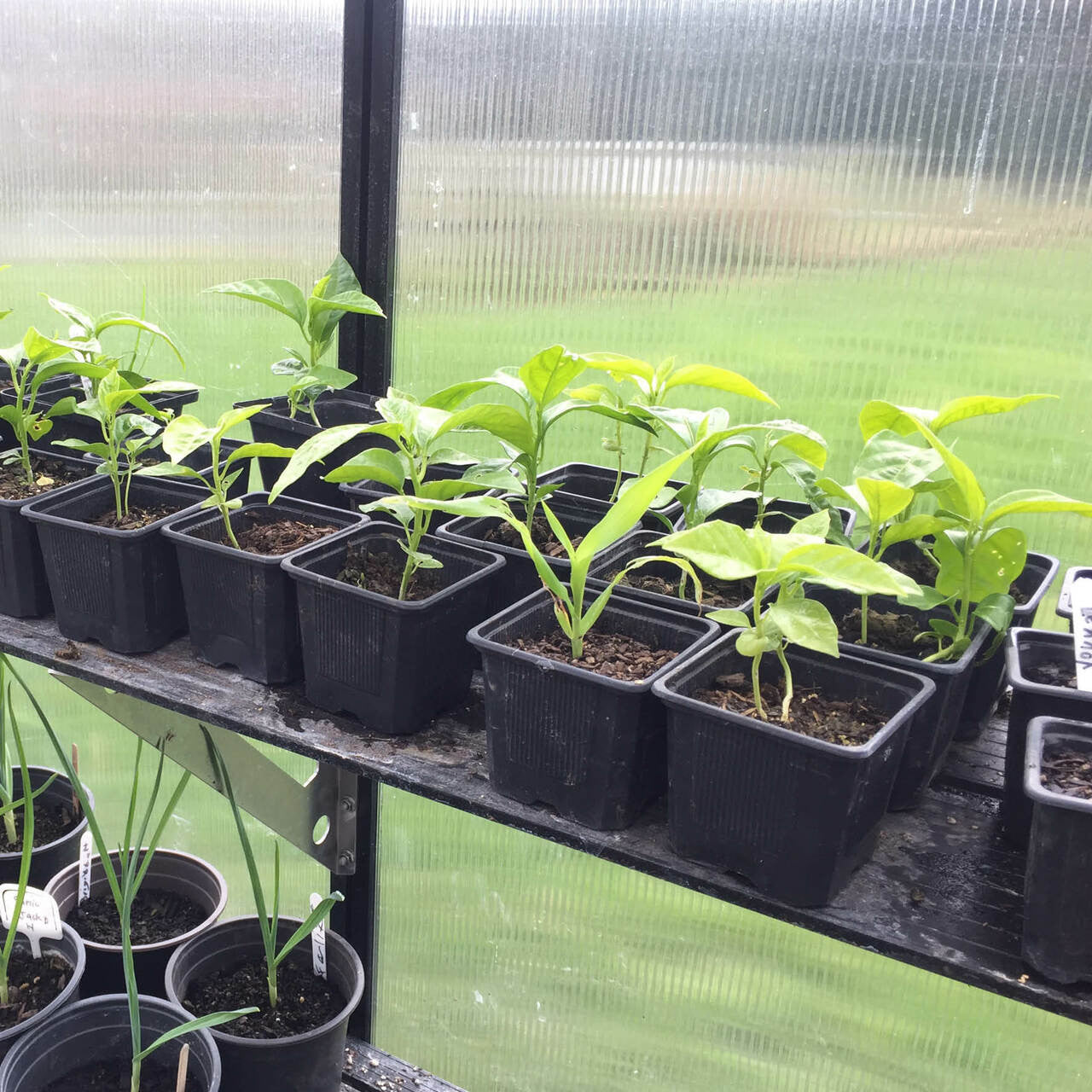 8x12 Greenhouse 6mm Polycarbonate shelving