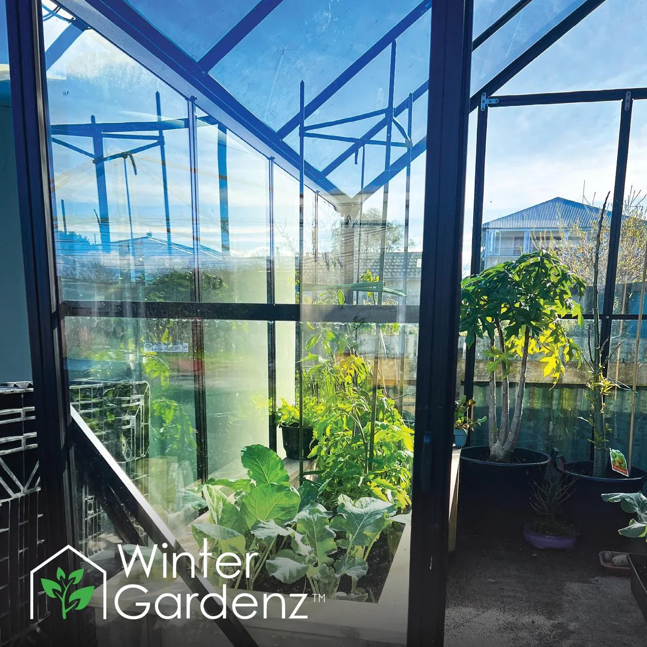 8x16ft (2.6x5.1m) Glasshouse 4mm Toughened Glass