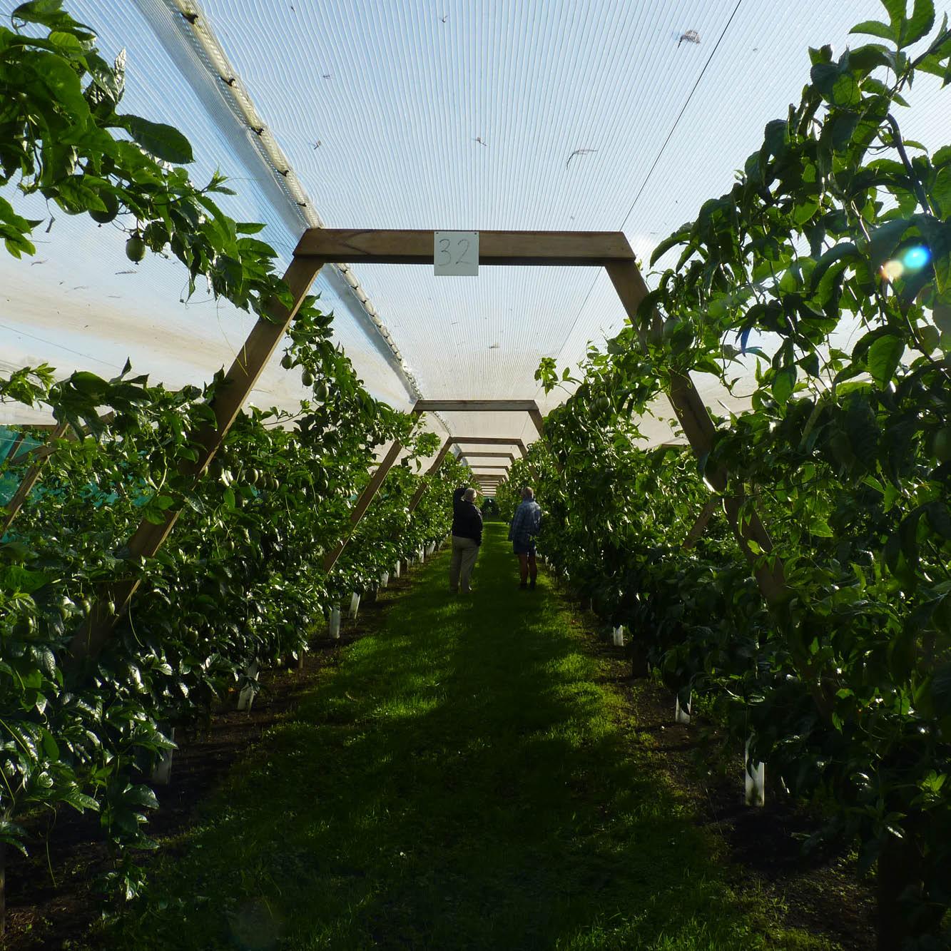 Ultra-pro Hail Net, 6.5m x 200m roll - wintergardenz.co.nz