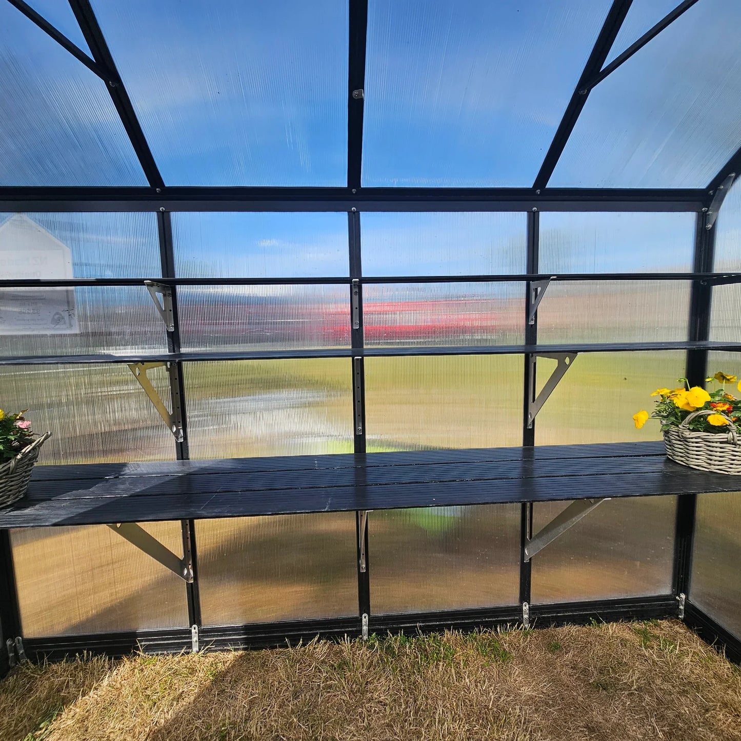 Interior of clear polycarbonate greenhouse with black metal and wooden shelving and potted yellow flowers