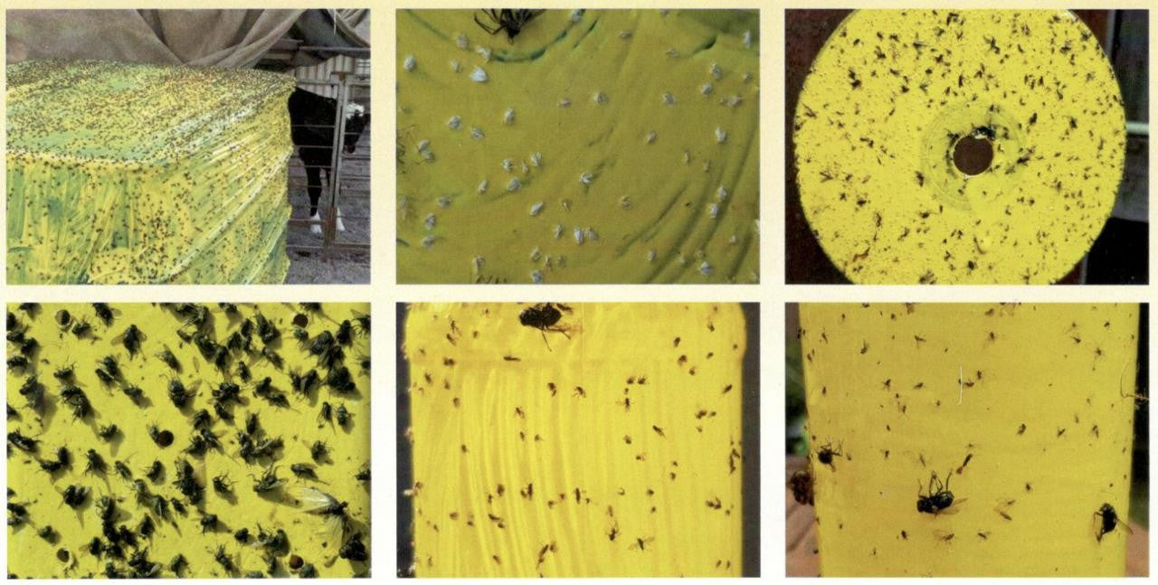 Amarillo Bug Paint 1L