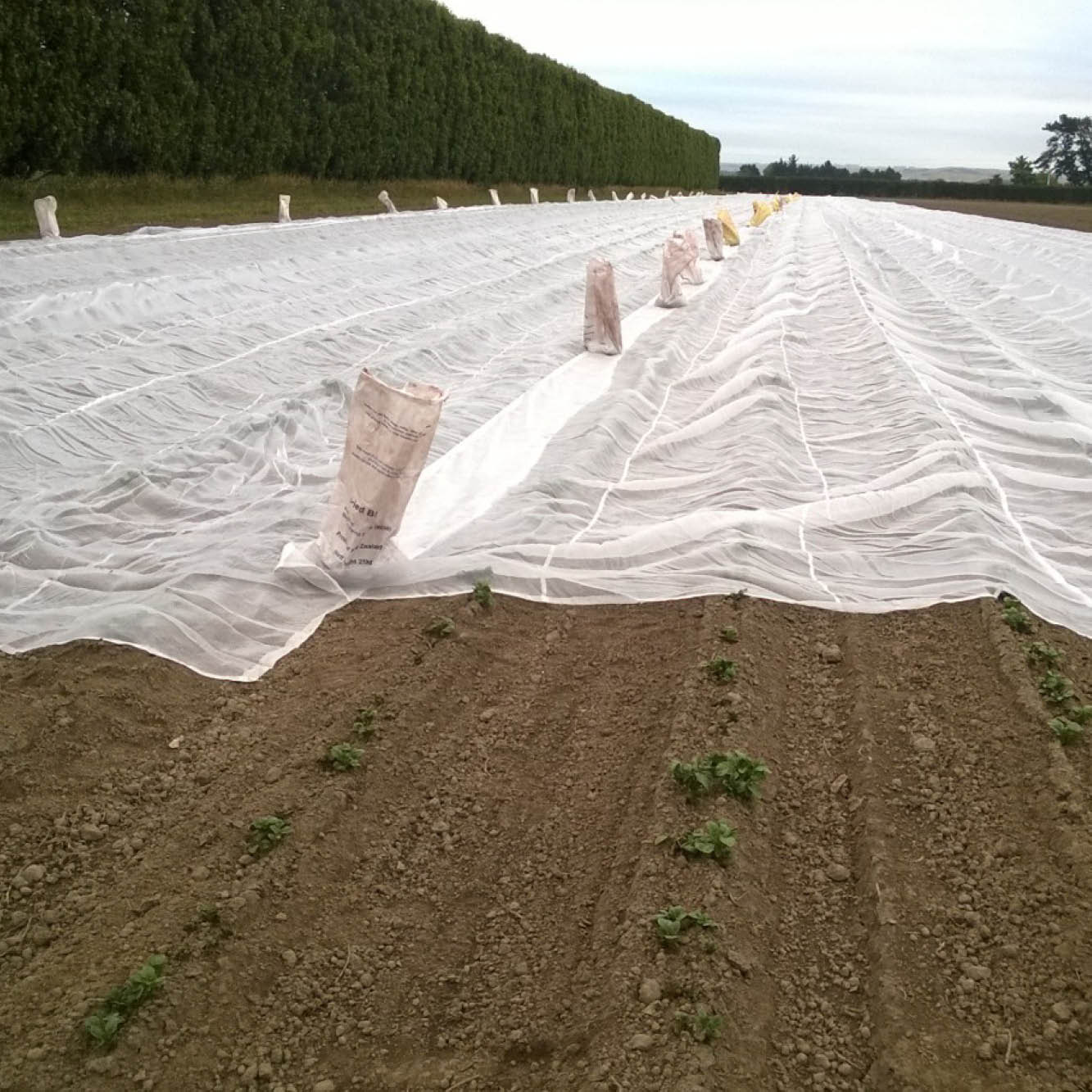 Cropsafe Protection Mesh 50m long roll