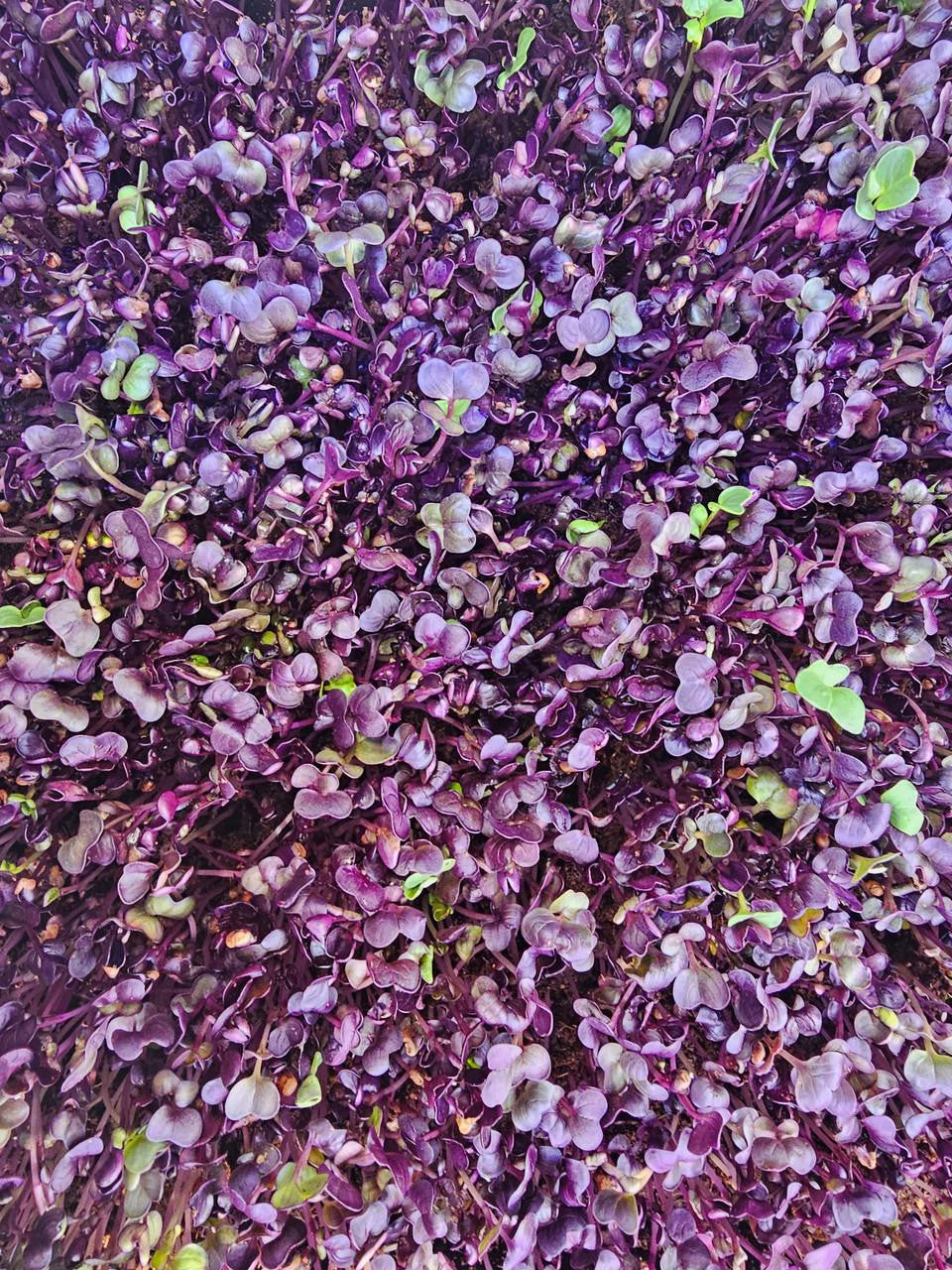 microFARMS Ultra