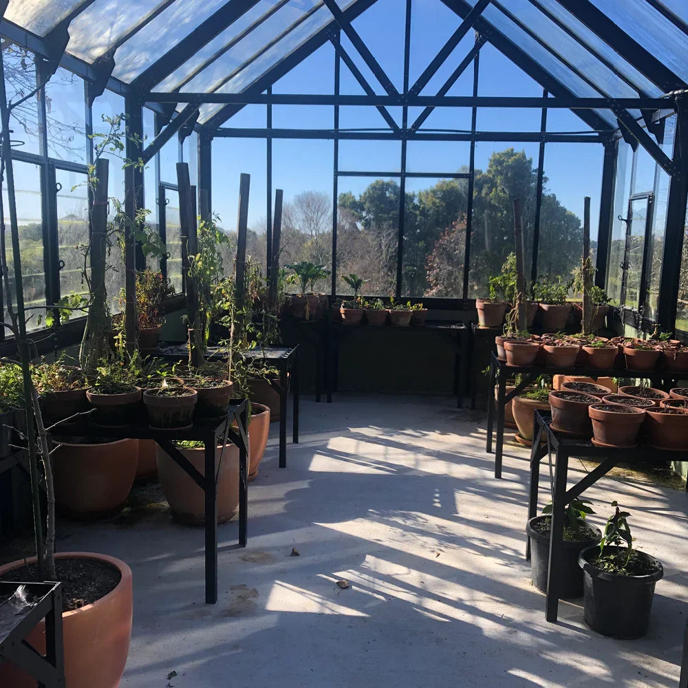 Interior of glass greenhouse with potted plants on metal shelves and clear blue sky outside