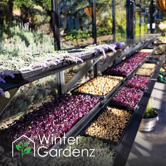 Greenhouse shelves with trays of purple microgreens and drying lavender under bright sunlight
