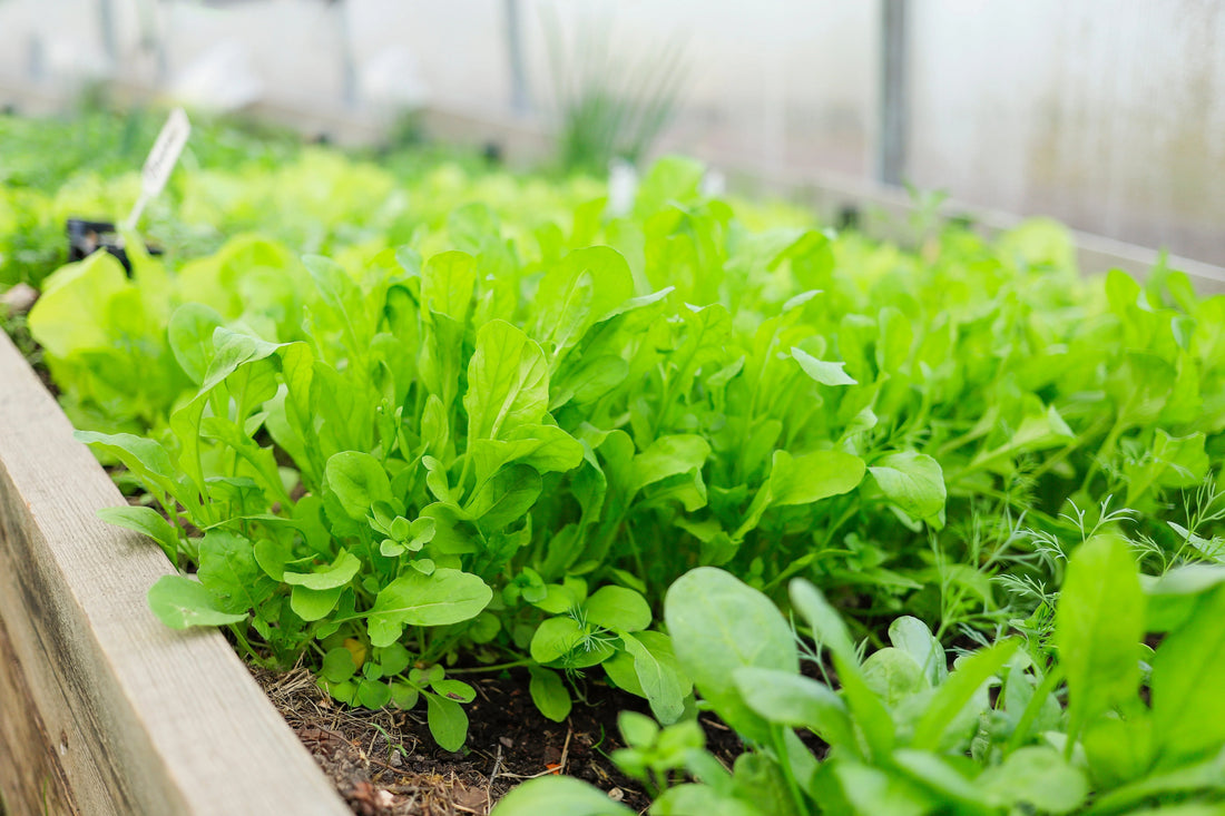 Organic arugula plants growing in a wooden raised garden bed inside a greenhouse