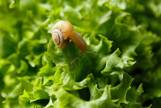 Close-up of a small snail crawling on fresh green lettuce leaves