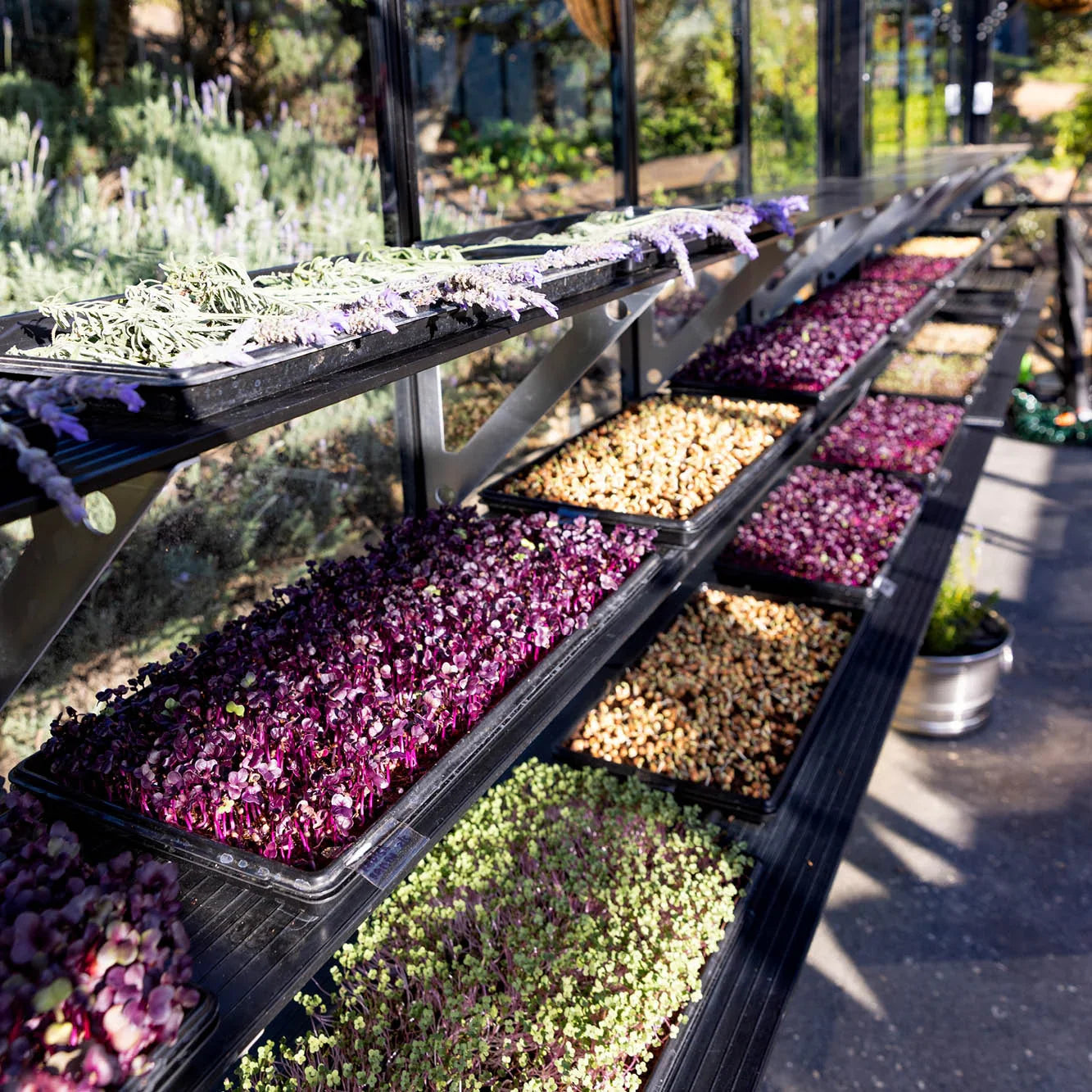 Black trays with microgreens and herbs drying on outdoor metal shelves in sunlight