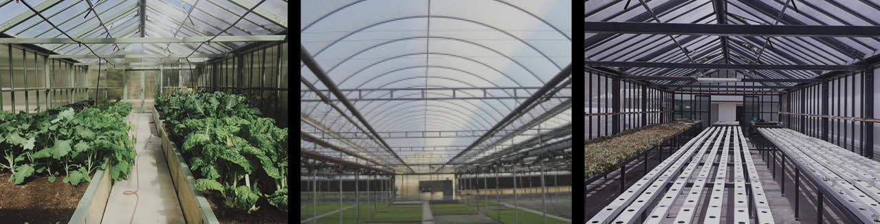 Three images of commercial greenhouses showing leafy crops, empty greenhouse interior, and hydroponic growing setup