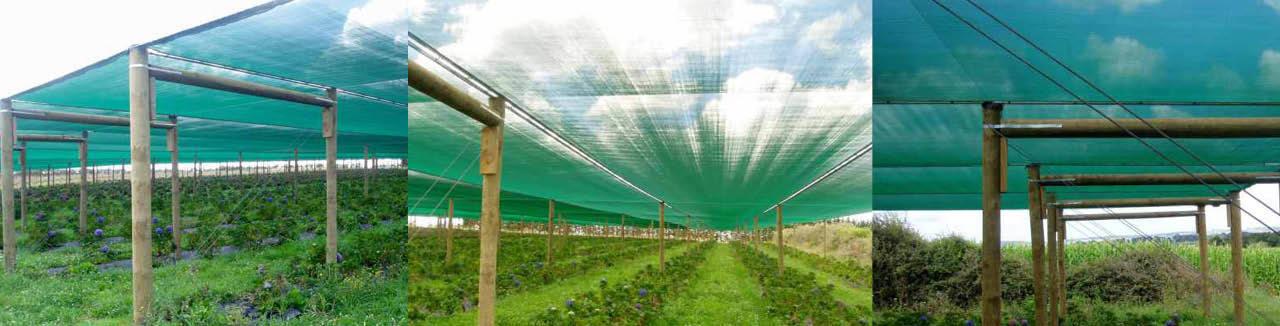 Green shade cloth canopy over rows of plants in a garden farm supported by wooden poles