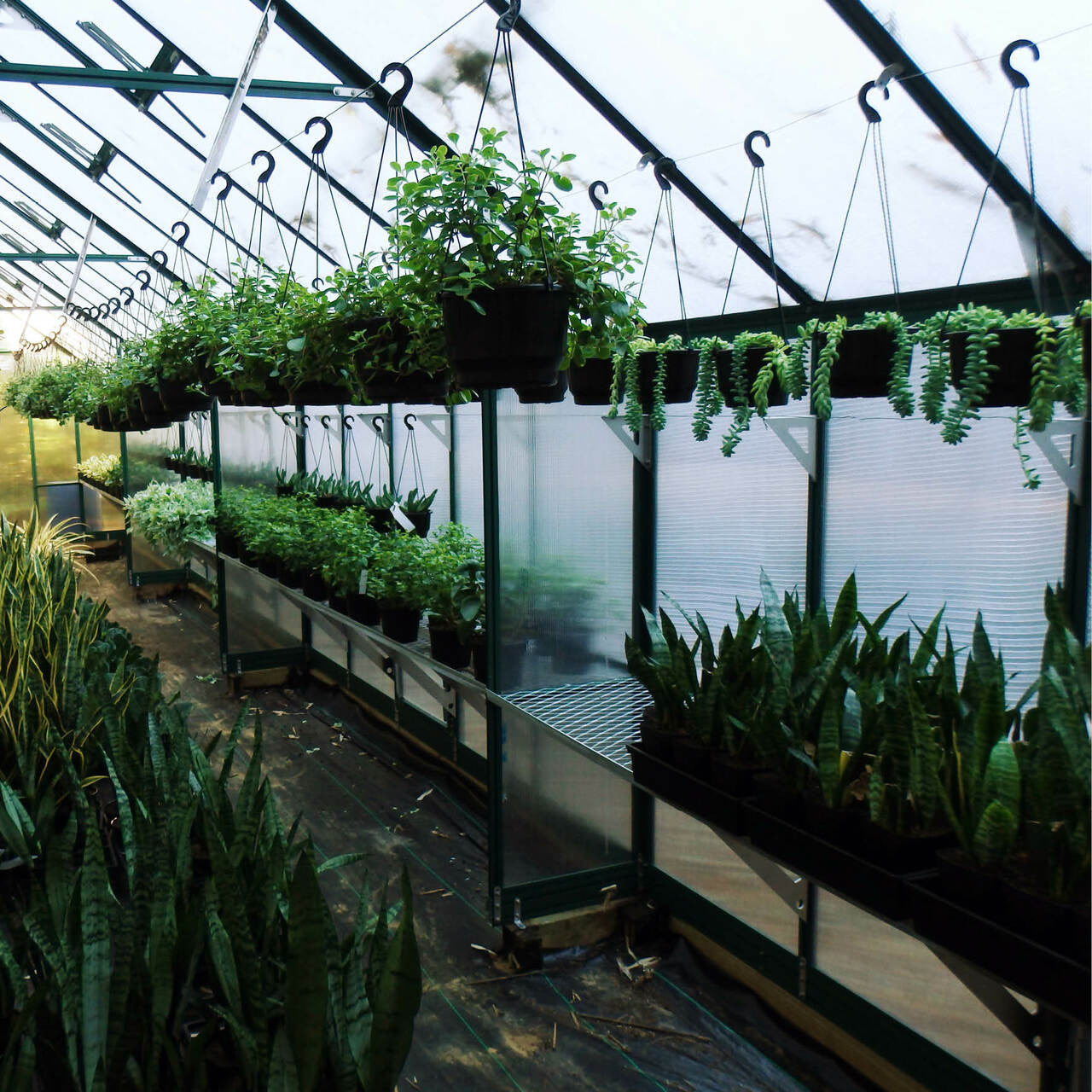 10x16 Greenhouse 6mm Polycarbonate