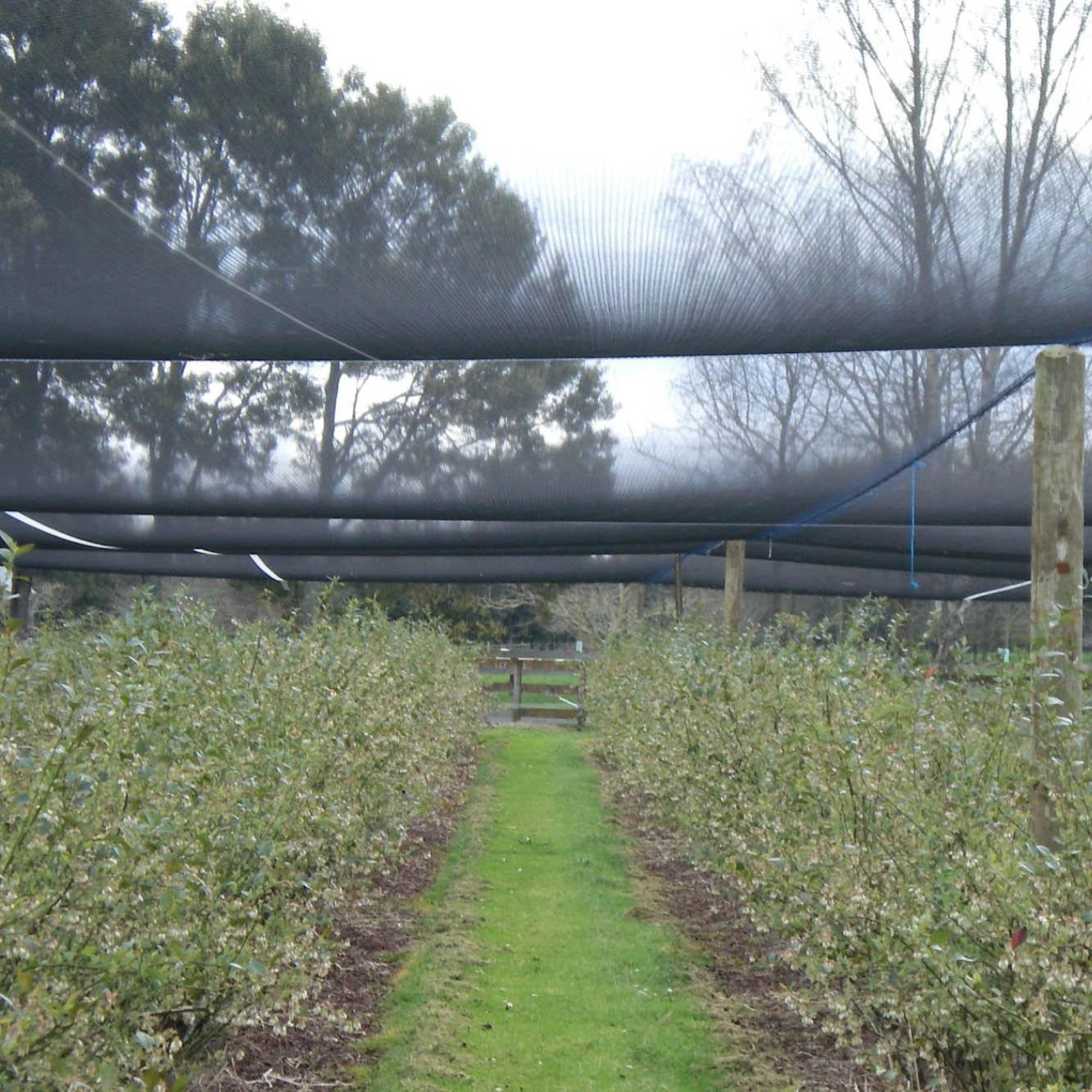 Ultra-pro Canopy Netting | Winter Gardenz – wintergardenz.co.nz