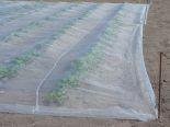 Cropsafe Protection Mesh 50m long roll