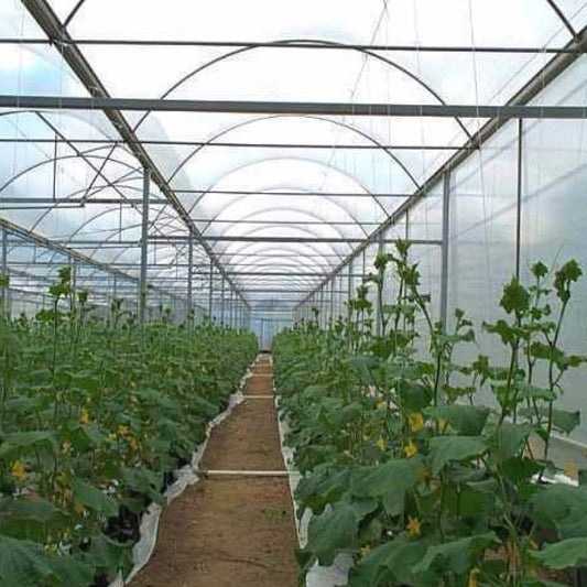 Polygro Greenhouse Film 200mu