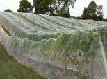 UltraVine Netting 5m x 300m roll